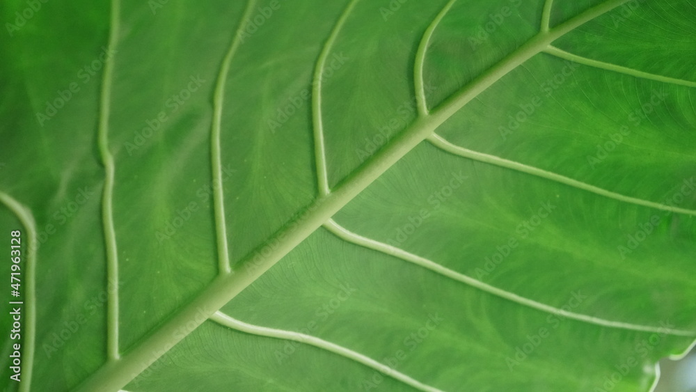Green Elephant Ear Eeaf Closeup Bottom Green Elephant Ear Eeaf Closeup Bottom