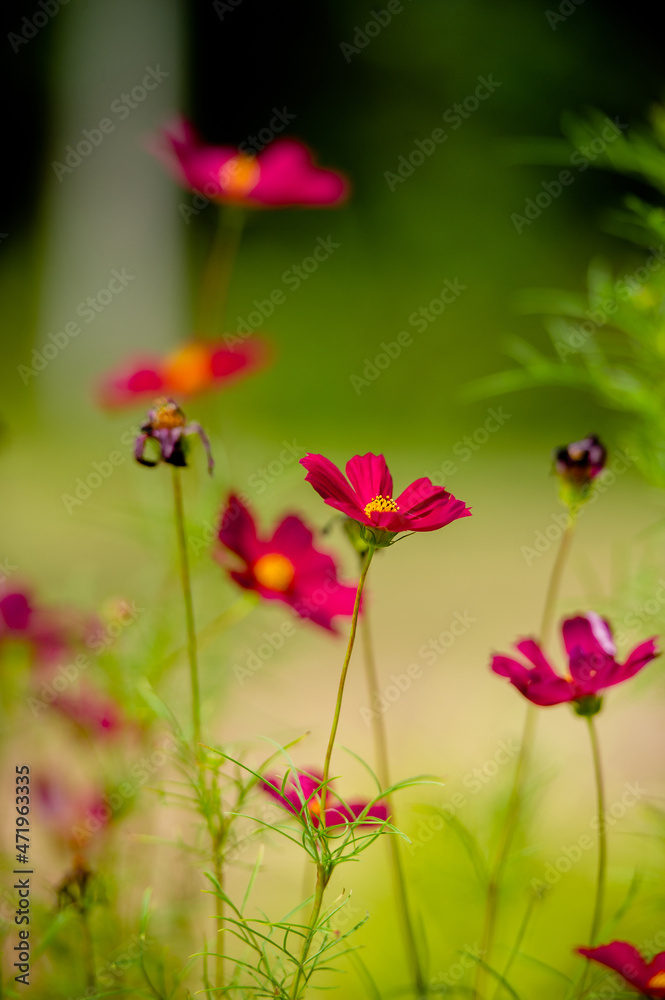 Beautiful and graceful red flowers occur in fertile areas.