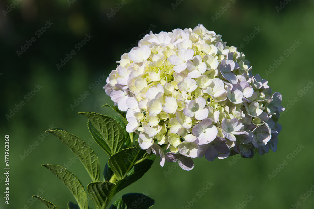 Close-up of hortensia (hydrangea macrophylla) flowers on green leaves blurred background. Close-up of hortensia (hydrangea macrophylla) flowers on green leaves blurred background.