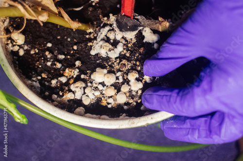Pot with a flower covered with mold. High humidity in the soil of a home plant. Close-up of white spores of the fungus. Too much water and improper watering of the plants. Pieces of mold and mildew photo
