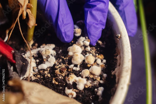 Wallpaper Mural Pot with a flower covered with mold. High humidity in the soil of a home plant. Close-up of white spores of the fungus. Too much water and improper watering of the plants. Pieces of mold and mildew Torontodigital.ca