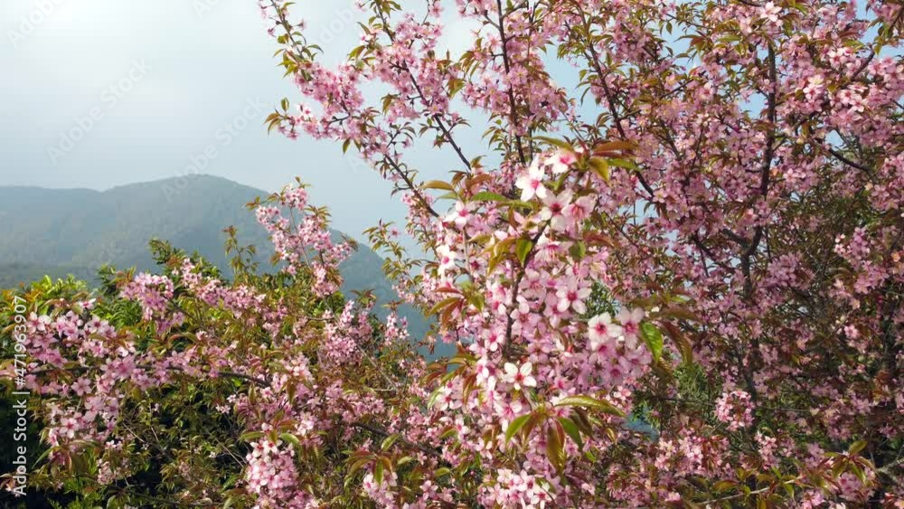 The beauty of the pink cherry blossoms on a tree blowing in the wind. The beauty of the pink cherry blossoms on a tree blowing in the wind.