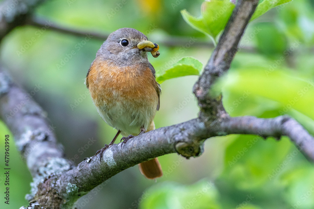 Gartenrotschwanz (Phoenicurus phoenicurus) Weibchen