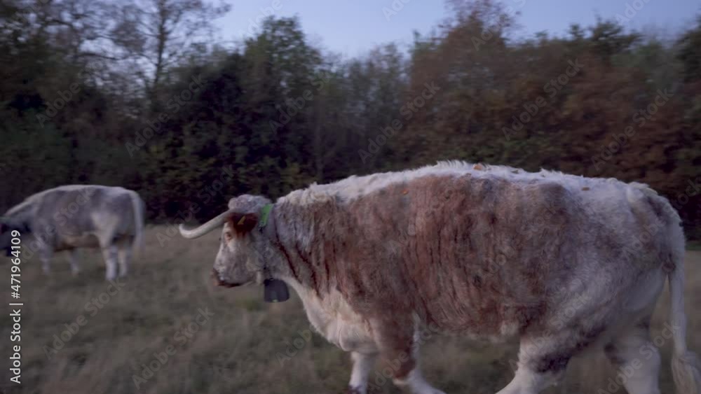 Large English Longhorn cow walking to join another on a chilly winter evening. Large English Longhorn cow walking to join another on a chilly winter evening.