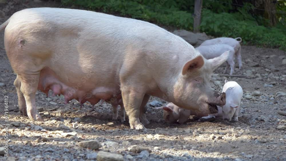 Pig Family with Adult and many Baby Piglets eating outdoors on farm during sunny day - static close up Pig Family with Adult and many Baby Piglets eating outdoors on farm during sunny day - static close up
