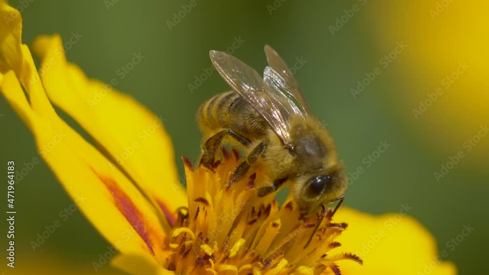 Close up shot of honeybee collecting pollen of blooming yellow flower and flying away Close up shot of honeybee collecting pollen of blooming yellow flower and flying away