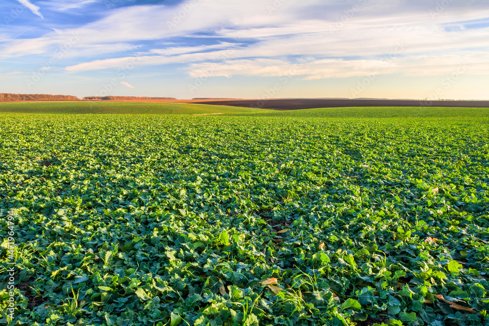 Green field of young rapeseed shoots and sky with clouds Green field of young rapeseed shoots and sky with clouds