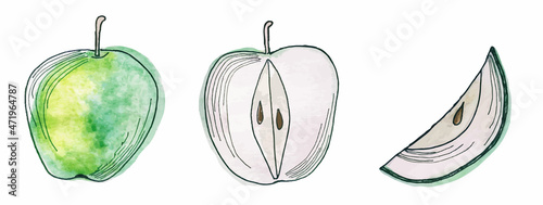 vector illustration of green apple whole, cutaway, slice in watercolor style