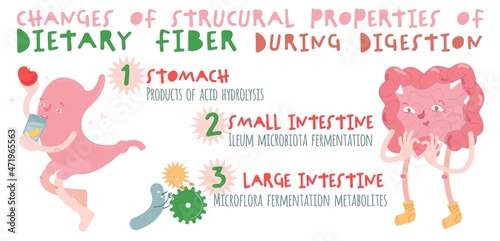 Dietary fibre horizontal poster. DIgestion banner with cartoon characters in a trendy style.