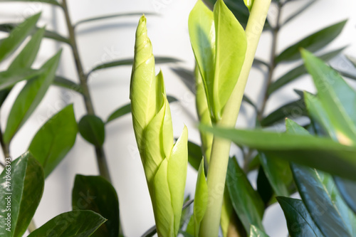 A new sprout of the Zamiokulkas plant on a white background. Home gardening concept. Selective focus