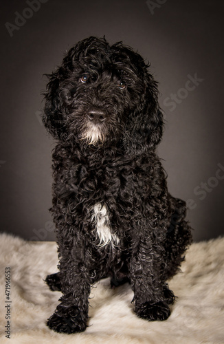 Labradoodle Welpe Schwarz Weiß Hund Studiofotografie