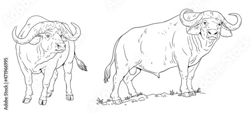 African buffalo. Digital template for coloring with big five animals.