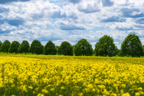 Beautiful oilseed rape fields in spring and an alley at the horizon. Kronsberg, Hannover, Germany.