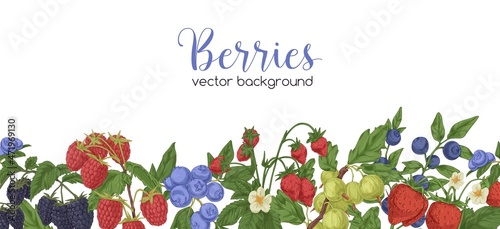 Berries border on white background. Banner with vintage botanical pattern. Backdrop with natural decoration of fruit plants, bilberry, blackberry and strawberry branches. Drawn vector illustration