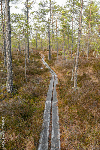 walking on footbridge through bog with small pine trees