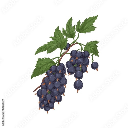 Black currant branch with berries cluster and leaf. Blackcurrant fruits growing on garden plant. Vintage botanical drawing of cassis. Realistic drawn vector illustration isolated on white background