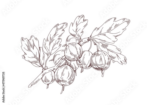 Gooseberry branch with berries and leaf. Outlined vintage botanical drawing of garden fruit plant. Handdrawn botany sketch in retro style. Hand-drawn vector illustration isolated on white background