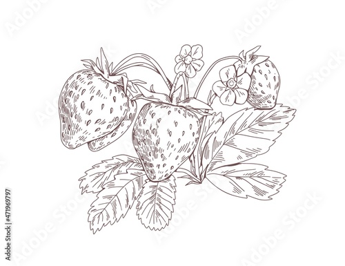 Strawberry branch with berries, blooming flowers and leaf. Outlined vintage botanical drawing of garden fruit plant. Botany sketch. Hand-drawn vector illustration isolated on white background