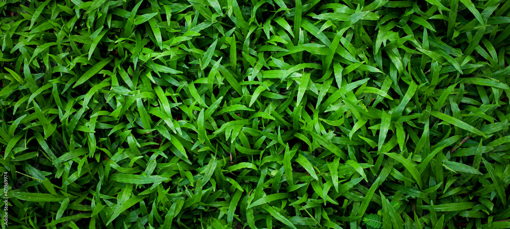 Full Frame of grass Leaves Pattern Background, Nature Lush Foliage Leaf Texture , tropical leaf Full Frame of grass Leaves Pattern Background, Nature Lush Foliage Leaf Texture , tropical leaf