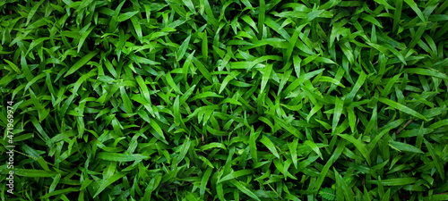 Full Frame of grass Leaves Pattern Background, Nature Lush Foliage Leaf Texture , tropical leaf