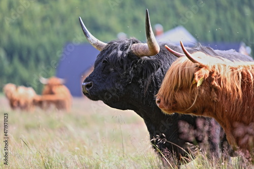 Fényképezés Slavian urus grazing on a mountain meadow