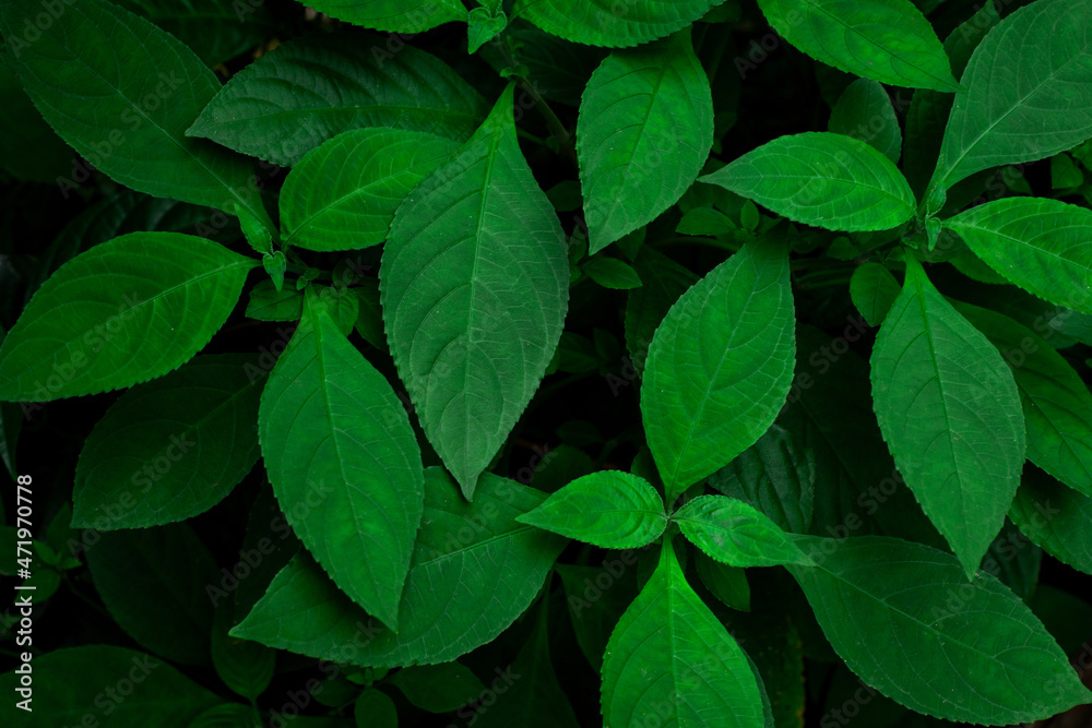 Full Frame of Green Leaves Pattern Background, Nature Lush Foliage Leaf Texture , tropical leaf Full Frame of Green Leaves Pattern Background, Nature Lush Foliage Leaf Texture , tropical leaf