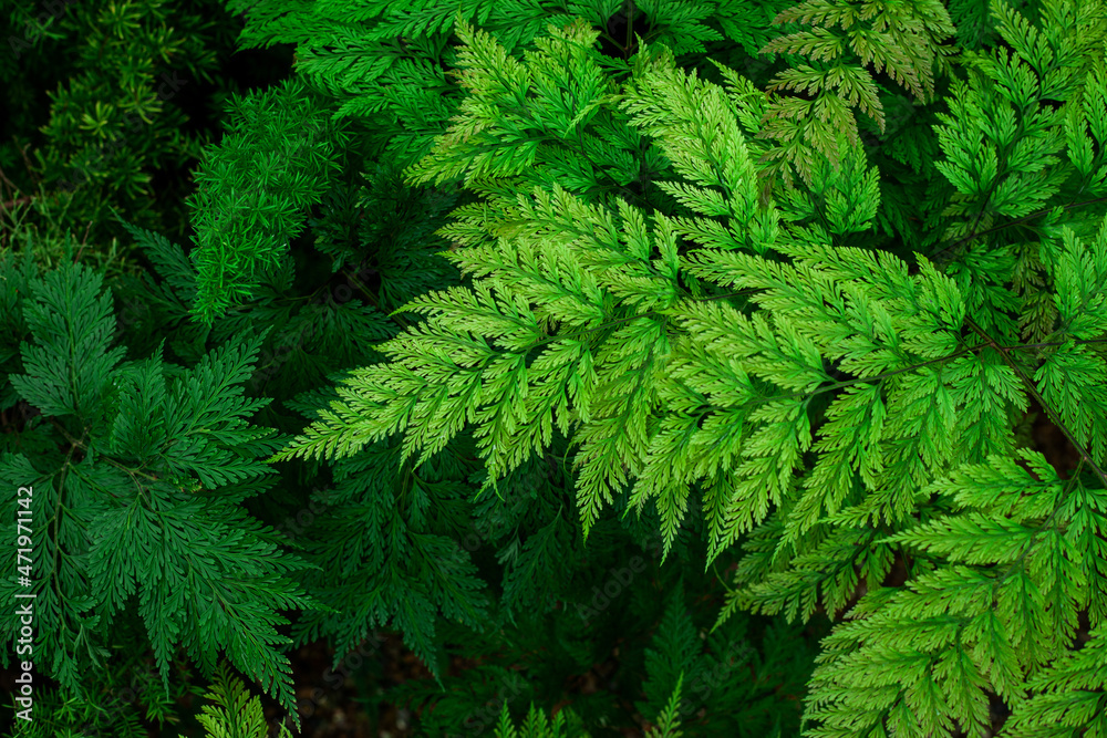 closeup nature view of tropical fern leaves background closeup nature view of tropical fern leaves background