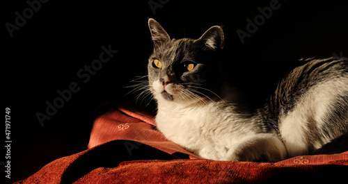 Gray and white cat rests on a red thick cloth looking at the rays of the sun. Feline with yellow eyes.