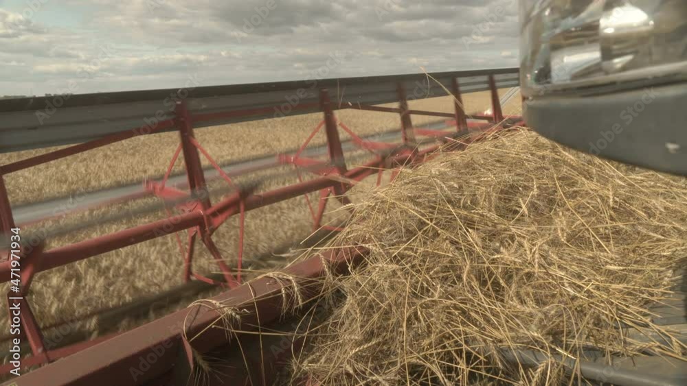 Large combine header mows the wheat. Big harvest reaper working in field. Large combine header mows the wheat. Big harvest reaper working in field.