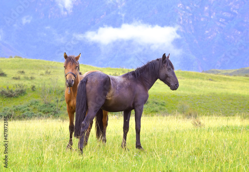 Horses in the Altai mountains