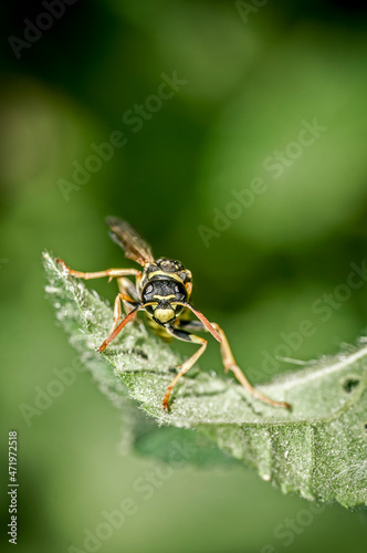 Wasp on a garden leaf. Wasp on green background. © Paco