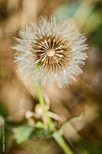 Dandelion flower on green and ocher background.