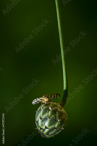 Small colorful fly on a cocoon and soft green background