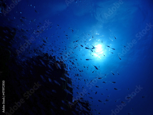 青の美ら海深くに集まる魚たち