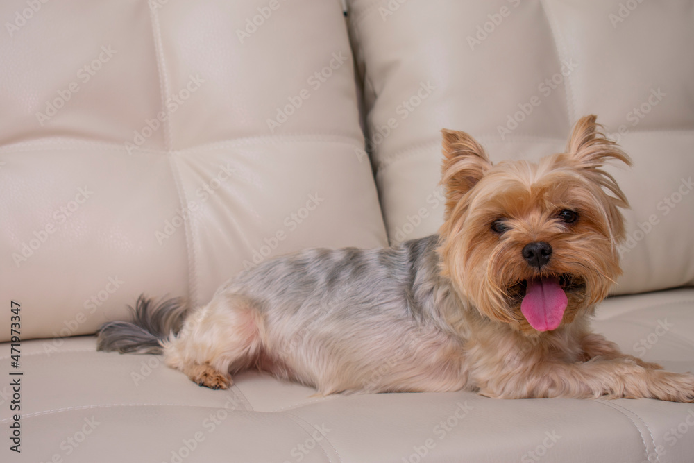 Yorkshire Terrier lies on the couch and shows his tongue Yorkshire Terrier lies on the couch and shows his tongue