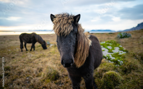 Icelandic horses amongst old ruins in country side