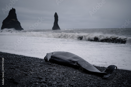 Corpse of a beached whale on the beach of Vik in Iceland. Reynisfjara black sand beach and Reynisdrangar rocks in Iceland at winter photo