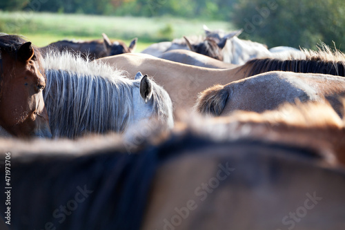Tableau sur toile The horses are standing in a wooden farm paddock on a sunny summer day