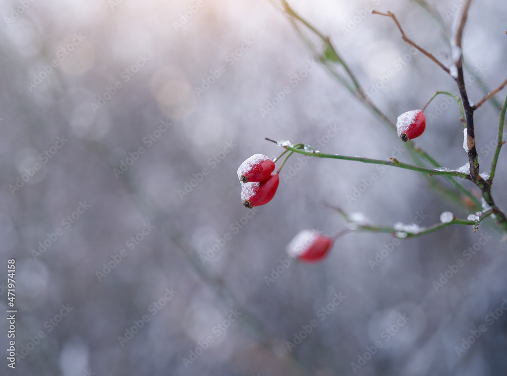 Selective focus snow melting on Red wild cherry(Prunus avium) in winter, Reddish Cherry on twig in morning with blurry sunlight background. Beautiful natural for Eco friendly concept Selective focus snow melting on Red wild cherry(Prunus avium) in winter, Reddish Cherry on twig in morning with blurry sunlight background. Beautiful natural for Eco friendly concept