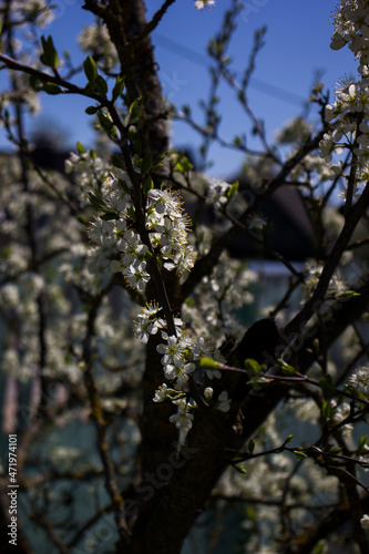 Cherry branch in full bloom with blue sky in background