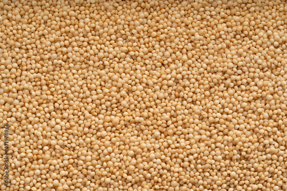 Detailed and large close up shot of amaranth. Detailed and large close up shot of amaranth.