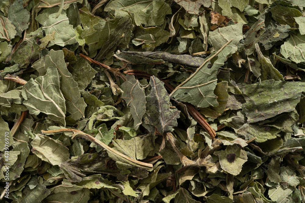 Detailed and large close up shot of lemon balm. Detailed and large close up shot of lemon balm.