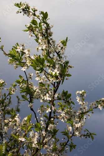 blooming cherry plum against the background of a bright blue spring sky. White flowers on a branch. Prunus cerasifera. Clouds.