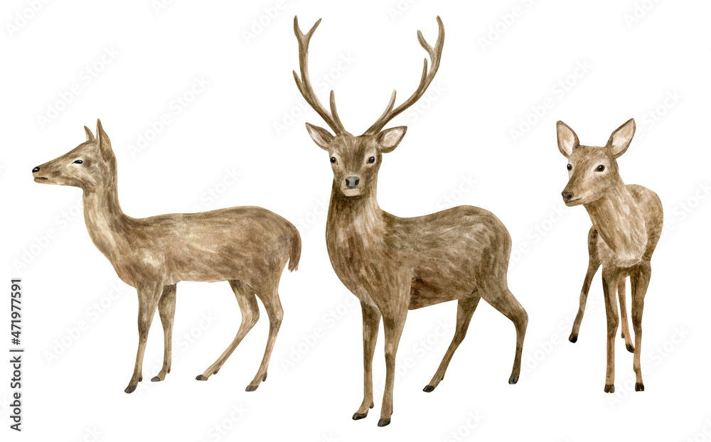 Watercolor deer illustration set. Hand painted realistic buck, doe and ...