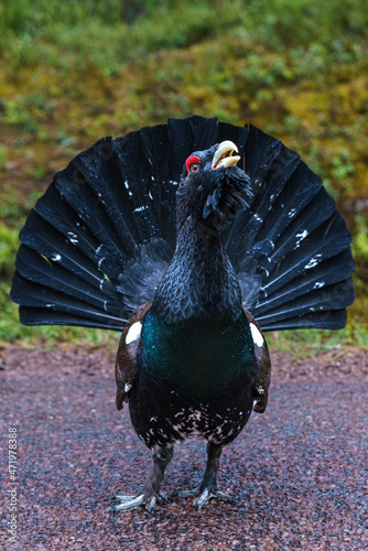 Foto Close up of a large playing and very angry wood grouse