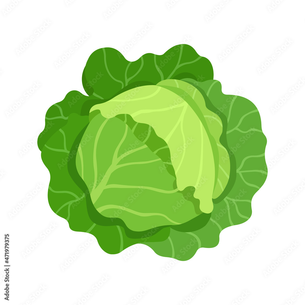 Head of cabbage. Vector illustration flat isolated - obrazy, fototapety, plakaty 