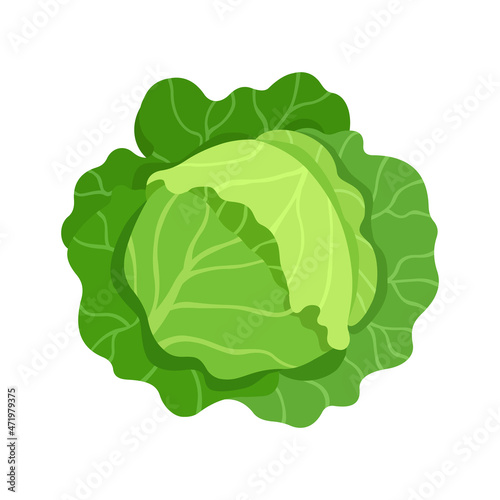 Fotomurale Head of cabbage. Vector illustration flat isolated
