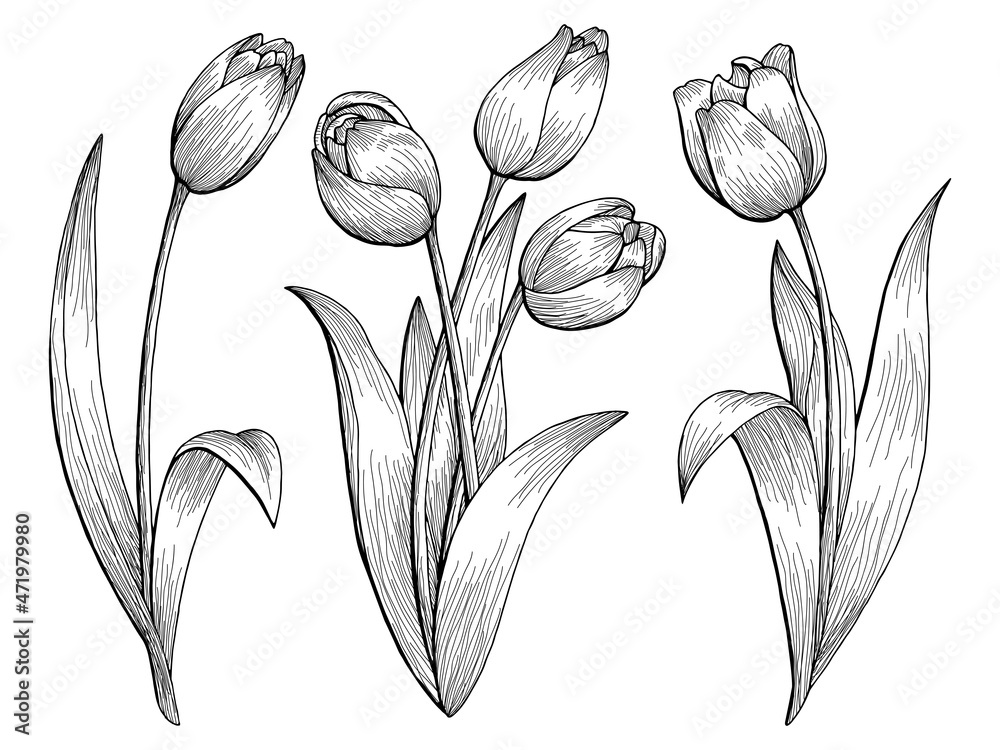 Tulip flower graphic black white isolated sketch illustration vector