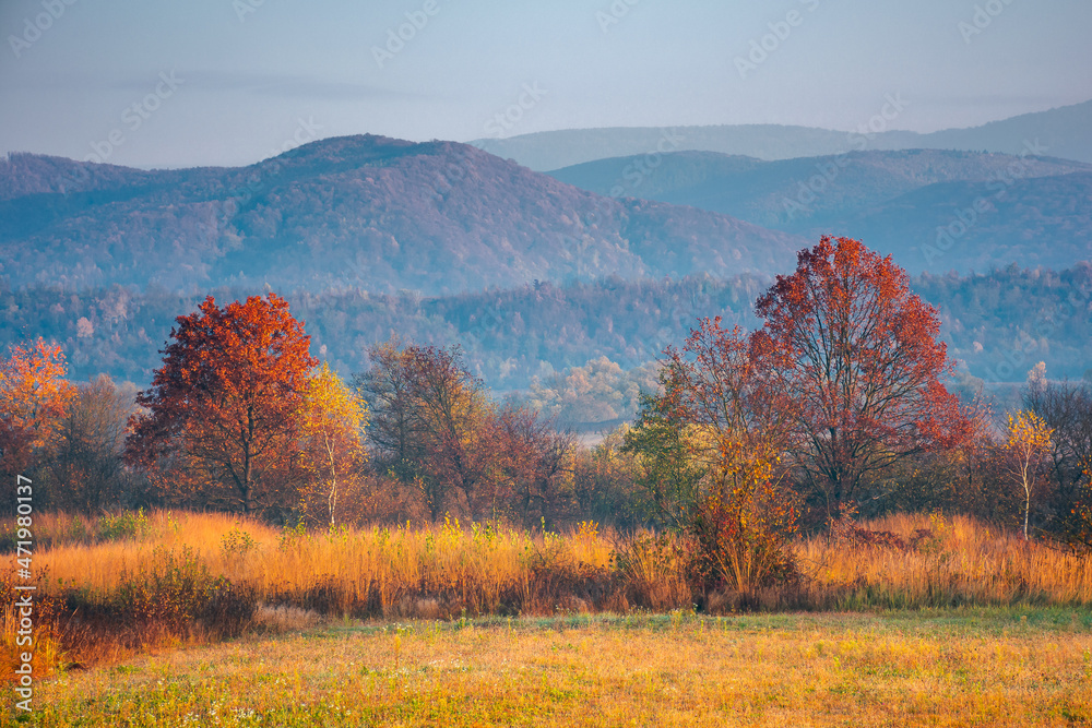 Fototapeta premium autumnal rural landscape at sunrise. beautiful mountainous countryside in late autumn season. empty fields. trees in red and orange foliage. hazy atmosphere