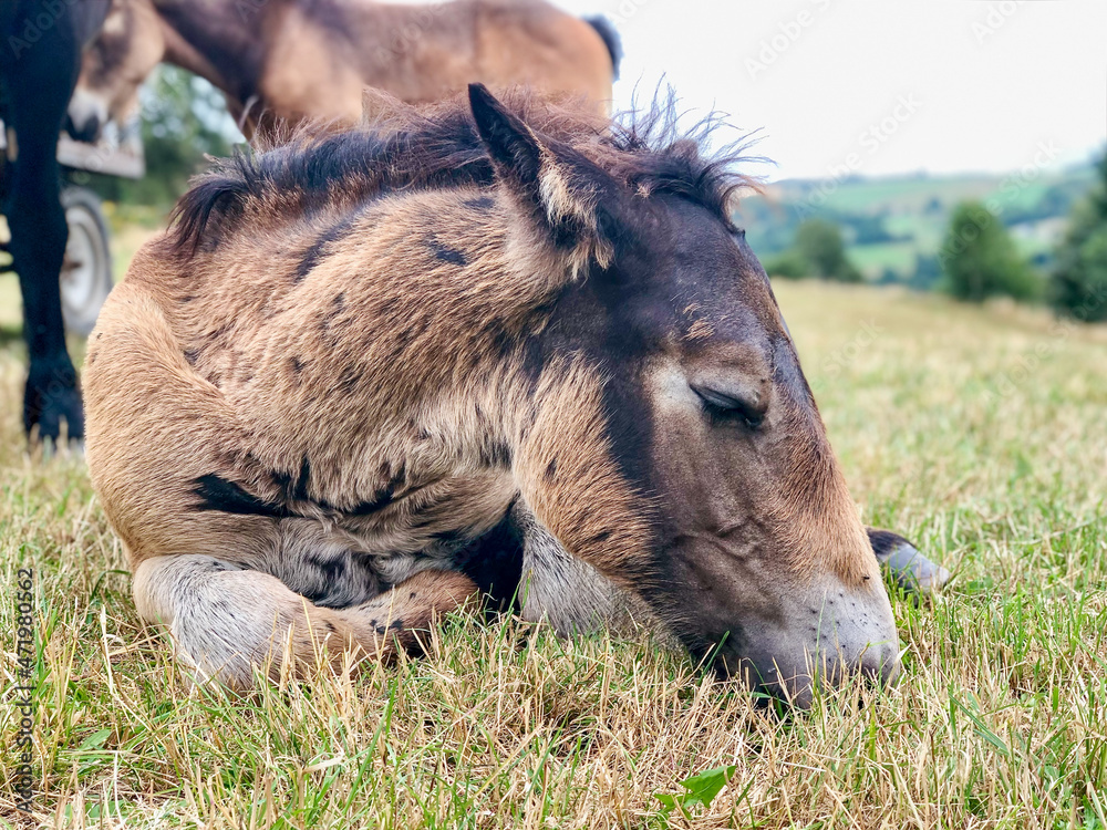 Fototapeta premium Pferde 9